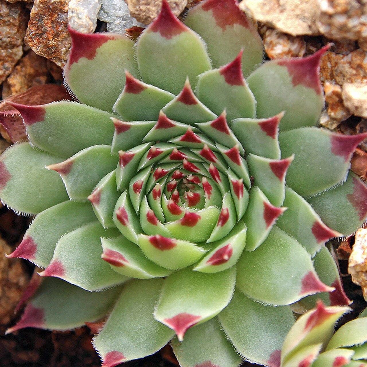 NEW DEBNATH NURSERY` Original Red Tip Laxmi Kamal Sempervivum Live Plant FDH546