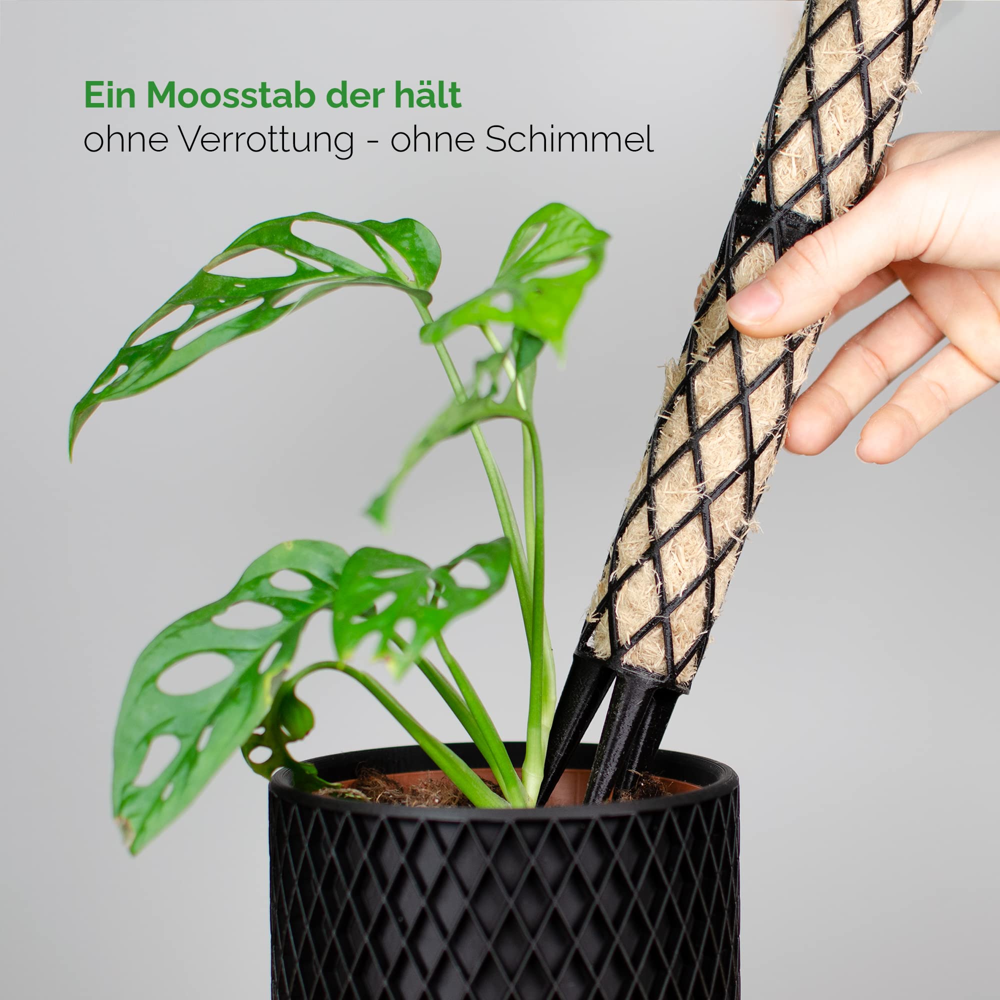 monstera adansonii variety Monstera adansonii --Swiss Cheese Vine--