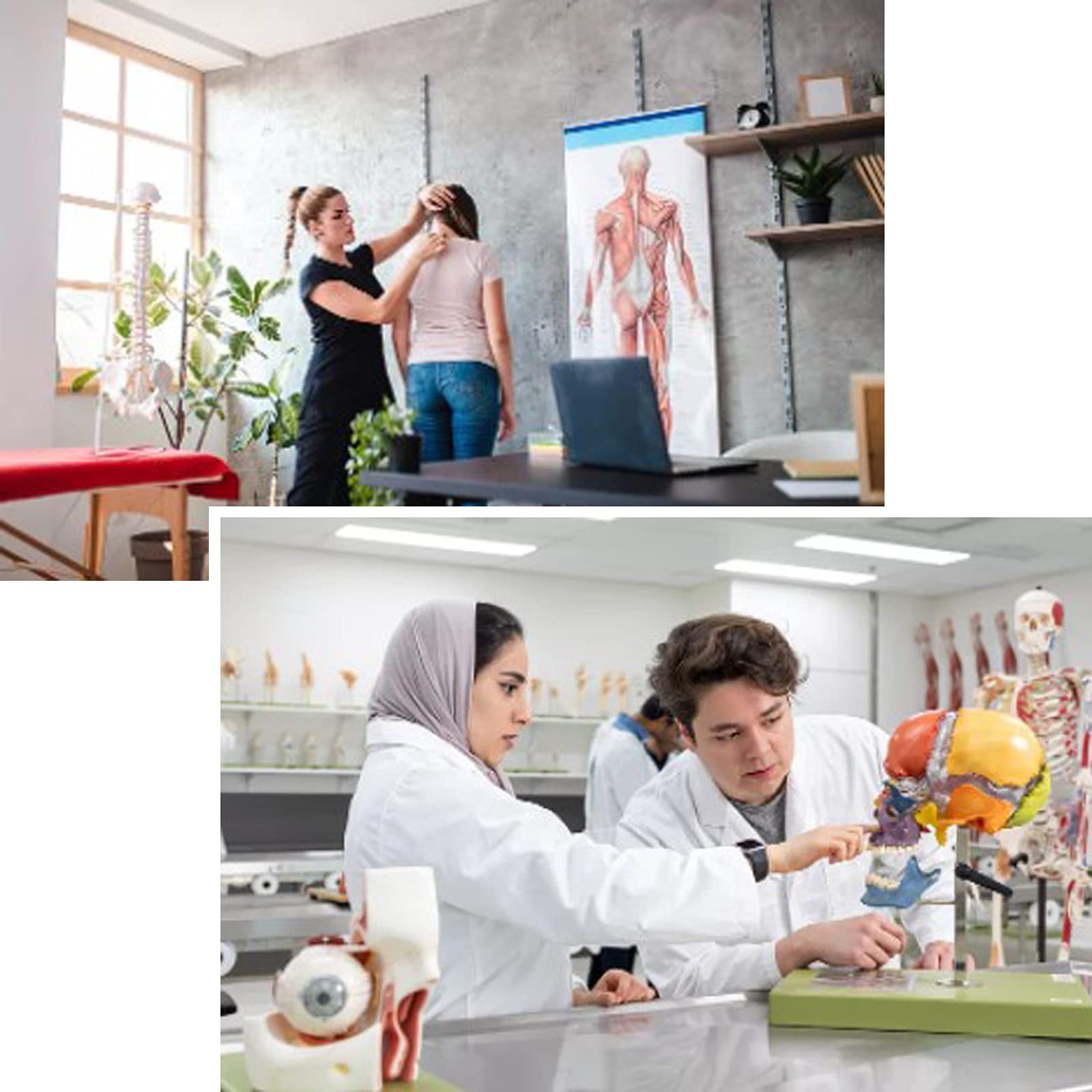 ZDM Menschliches Skelett Modell Klein 85cm, Abnehmbar Skelett Anatomisches Menschliches Modell Lernmodell Oder Lehrmittel für Schule und Krankenhaus
