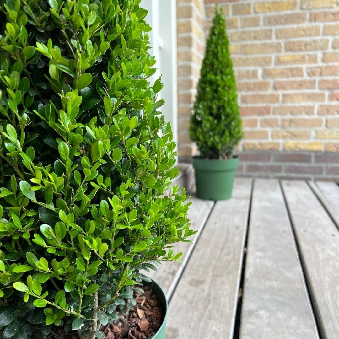 Echte Stechpalme Pyramide Ilex Crenata 'Jenny' 22 cm Ø 55 cm Hoch Buchsbaum Ersatz