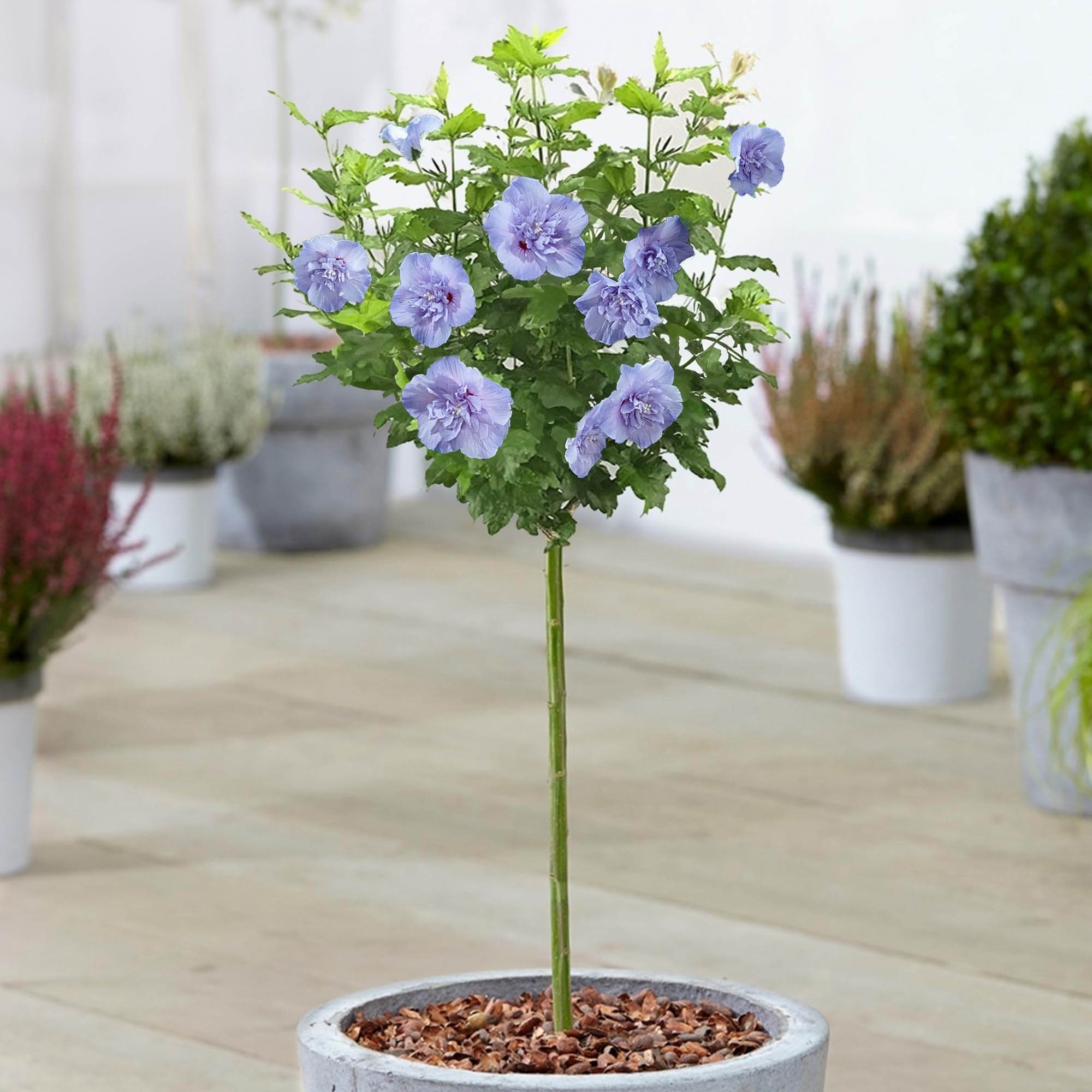 zitronenbumchen zimmerpflanze Vier Jahreszeiten Zitrone Lunario 80100 cm Citrus limon Zitronenbaum  Zitronenbumchen mediterrane Zitruspflanze
