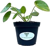 Vista 3 de Colecciones de Cactus y Suculentas de 4" (Planta de Dinero Chino 'Pilea Peperomioides')