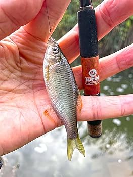 Amazon | タナゴ竿 SC-180P | SATOYAMA CONCEPT | 投げ竿