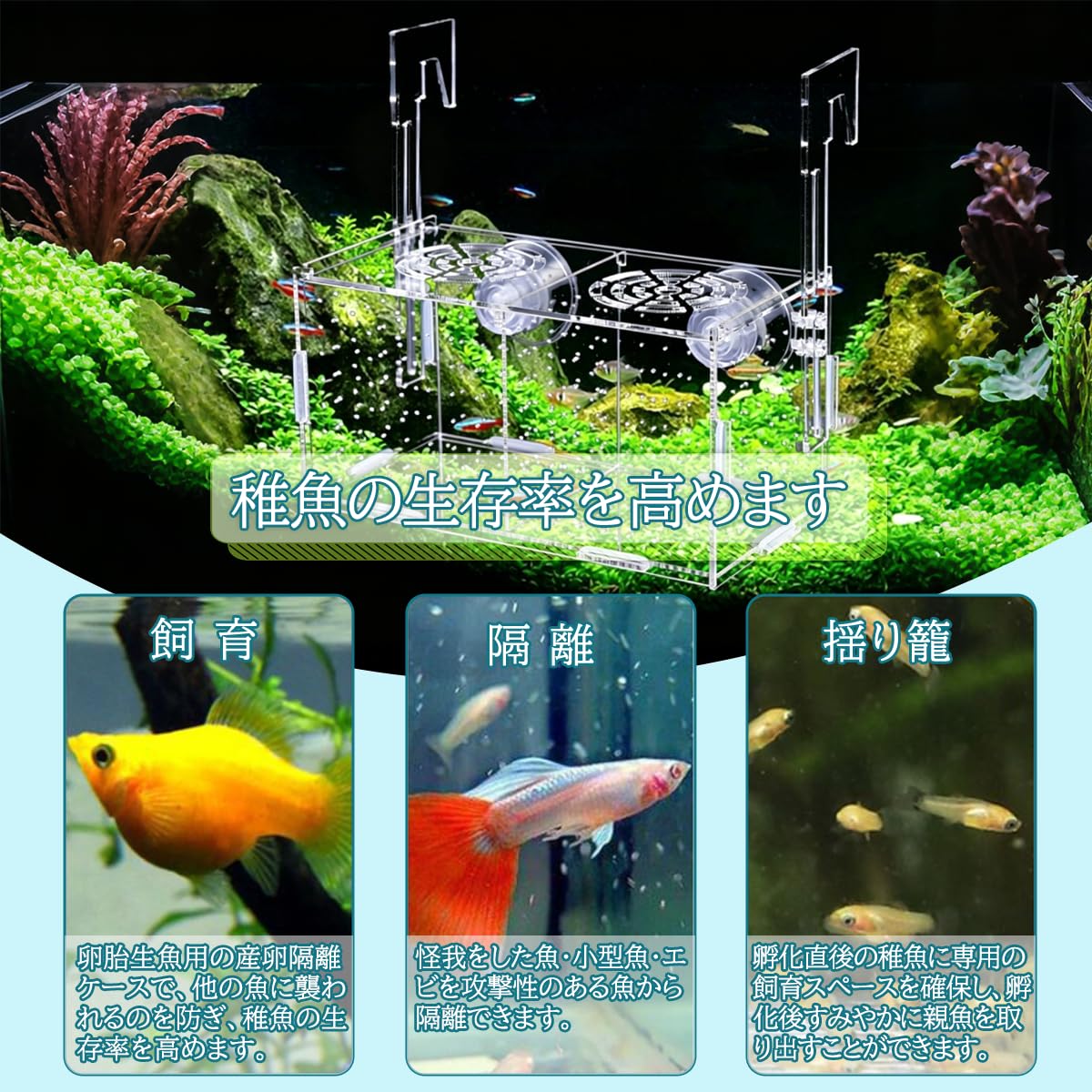 稚魚繁殖隔離ボックス フック付き 吸盤付き 透明アクリル製 水槽用隔離ケース メダカ・熱帯魚飼育 産卵箱 孵化ケース 稚魚保護 魚分離ボックス 取り付け簡単 多機能 省スペース 水族館アクセサリー - 5