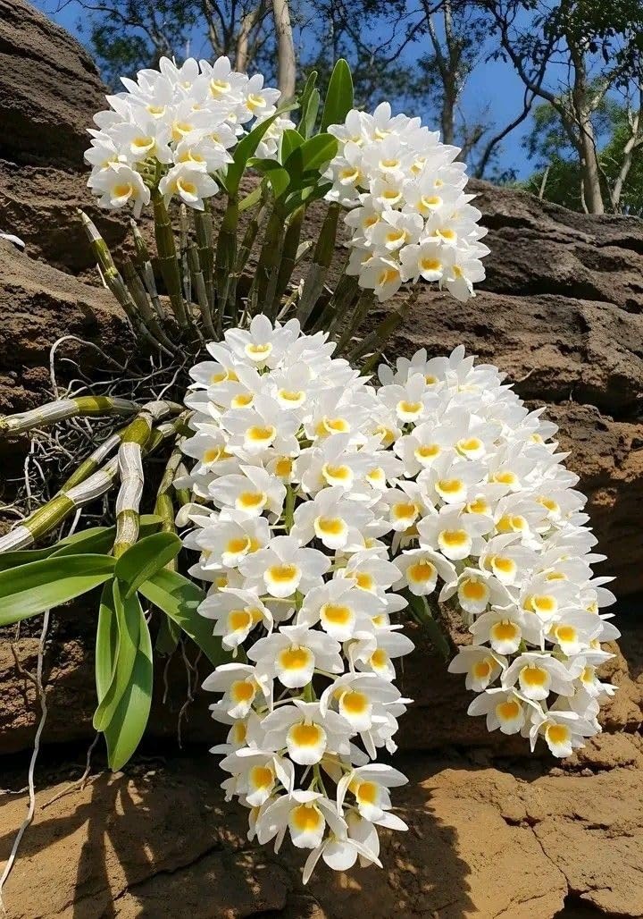 CymbidiumRhizom, Kältetolerant Mehrjährig, GartenverschöNerung, Pflegeleicht-15Rhizome-D