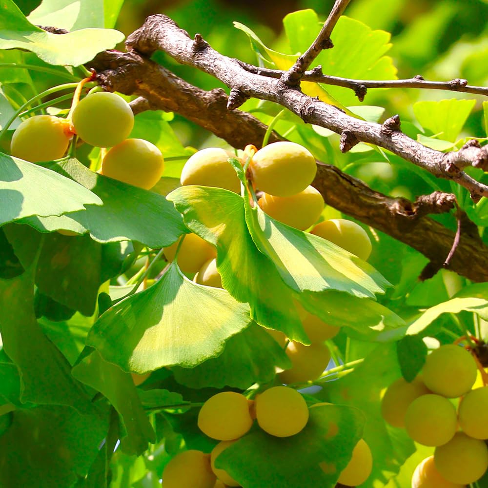 Amazon.co.jp: ITANSE 銀杏の苗木 金兵衛(きんべえ・メス木) 4