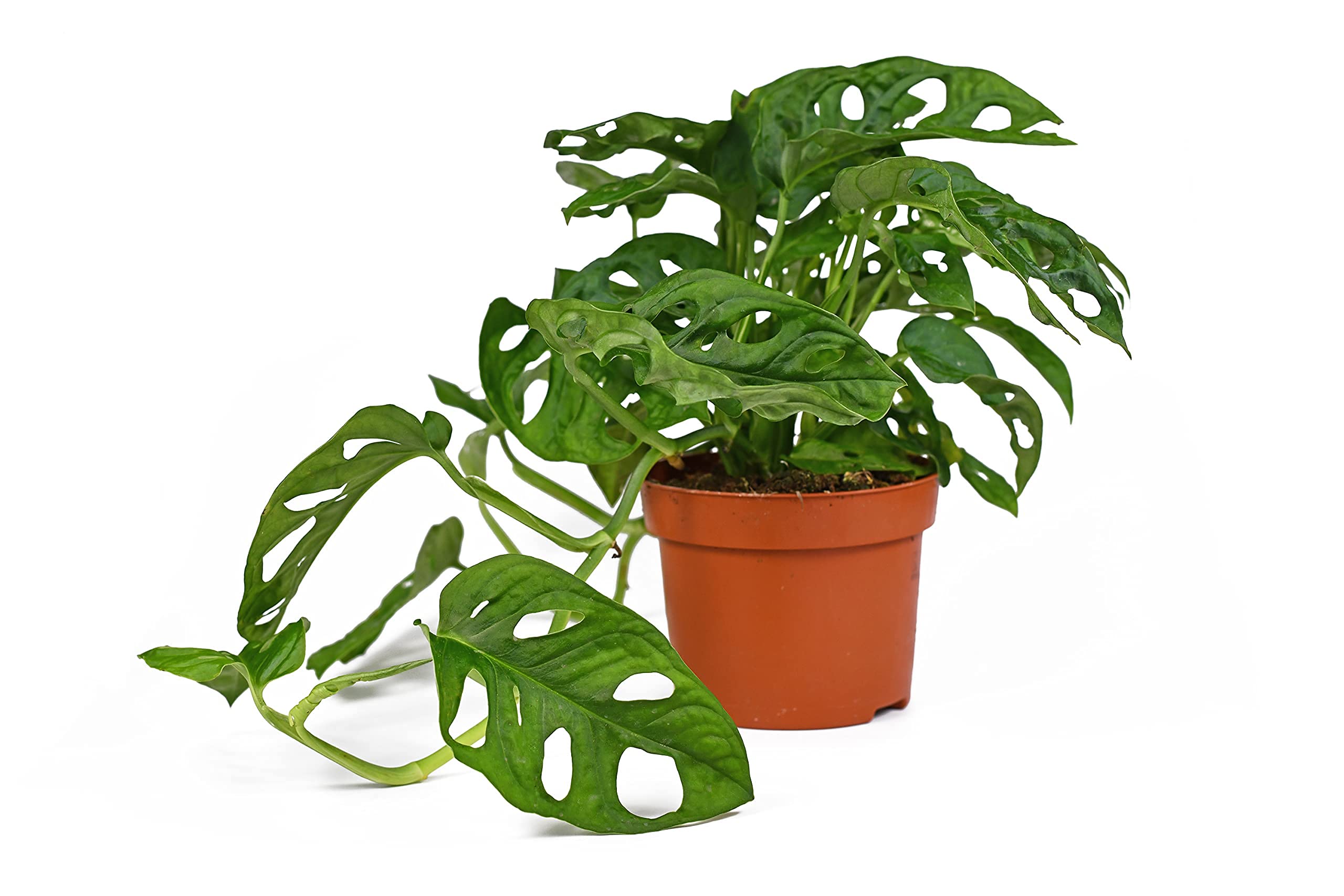 All Occasions, Monstera Monkey Leaf Plant for Home, Bedroom, Kitchen and Living Room, Perfect for Clean Air, Delivered Next Day Prime
