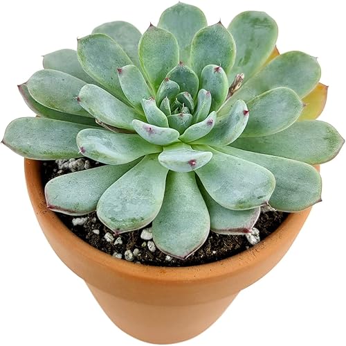 Miniatura 8 de Echeveria Perle von Nurnberg - Planta de interior de fácil cuidado para suculentas saludables Echeveria Live de fácil cuidado, totalmente arraigada