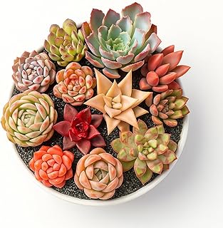 24 Pack Succulents Plants Live, Assorted Mini Succulents Bundle, Easy Ca...