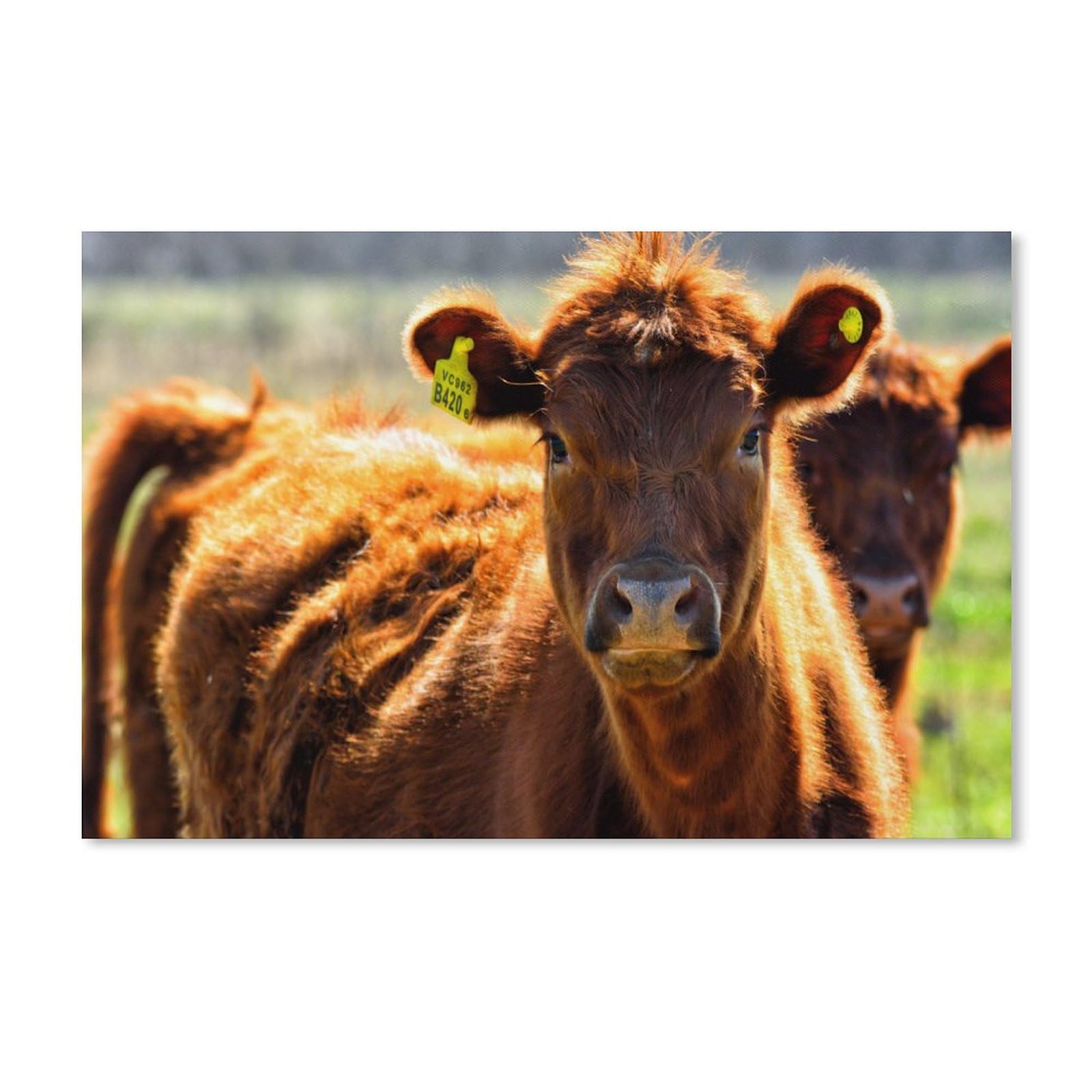 PGCKSK Brown Cow，Diamond Painting Kits for Adults Diamond Art Kits Adults Gem Art Kits Adults Diamond Painting 5D Diamond Art Painting Full Diamond Painting（50x60cm）-302