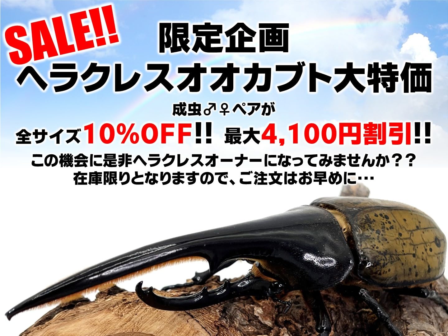 Amazon | \10%OFF!最大2,860円割引/【DDA】ヘラクレスオオカブト Amazon | \10%OFF!最大2,860円割引/【DDA】ヘラクレスオオカブト