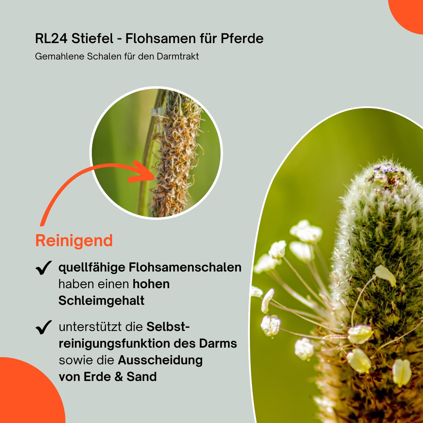 RL24 Stiefel - Flohsamen für Pferde – 5 x 1000 g Beutel (5er Set) | Gemahlene Schalen für Darmtrakt – quellfähige Flohsamenschalen können Selbstreinigungsfunktion des Darms unterstützen