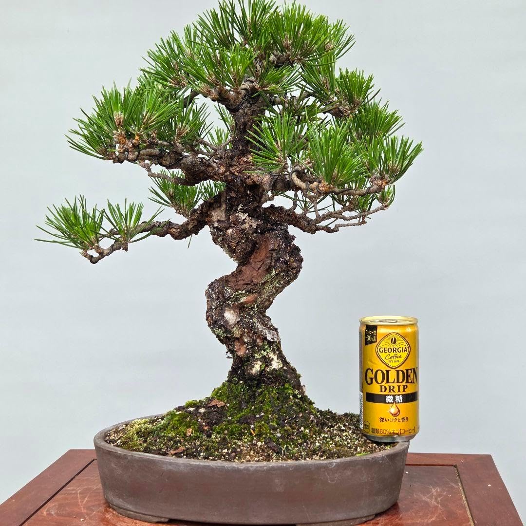 黒松 [模様木] 中盆栽 黒松 [模様木] 中品盆栽 CACTUS 黒松 [模様木] 中