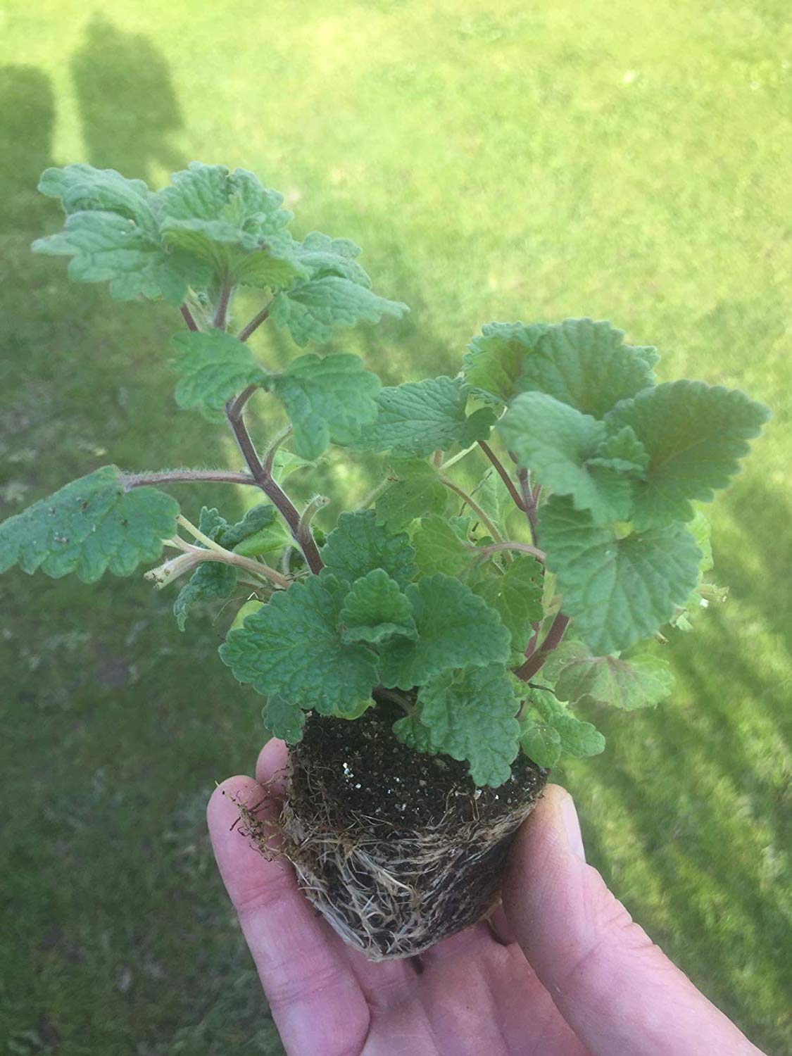 2 x Nepeta Cataria Plug Plants