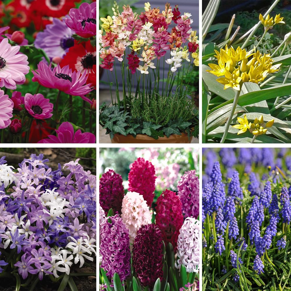 Spring Bulb Collection: 800 Vibrant Perennial Bulbs Mixed Flowers By T&M
