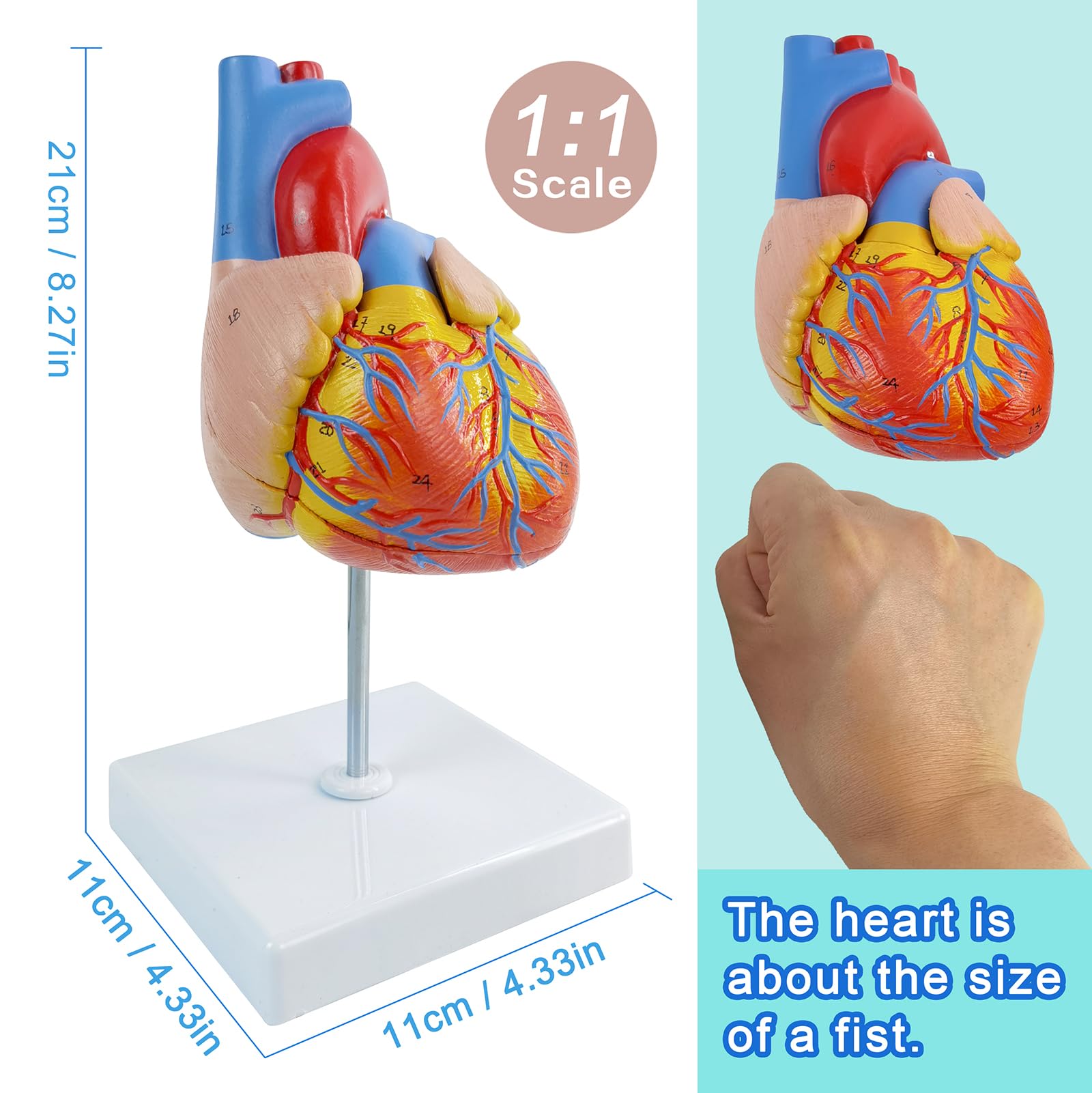 EVOTECH SCIENTIFIC Lebensgroßes menschliches Herzmodell, 1: 1-anatomisches Herzmodell auf Zwerchfell- und Perikardbasis