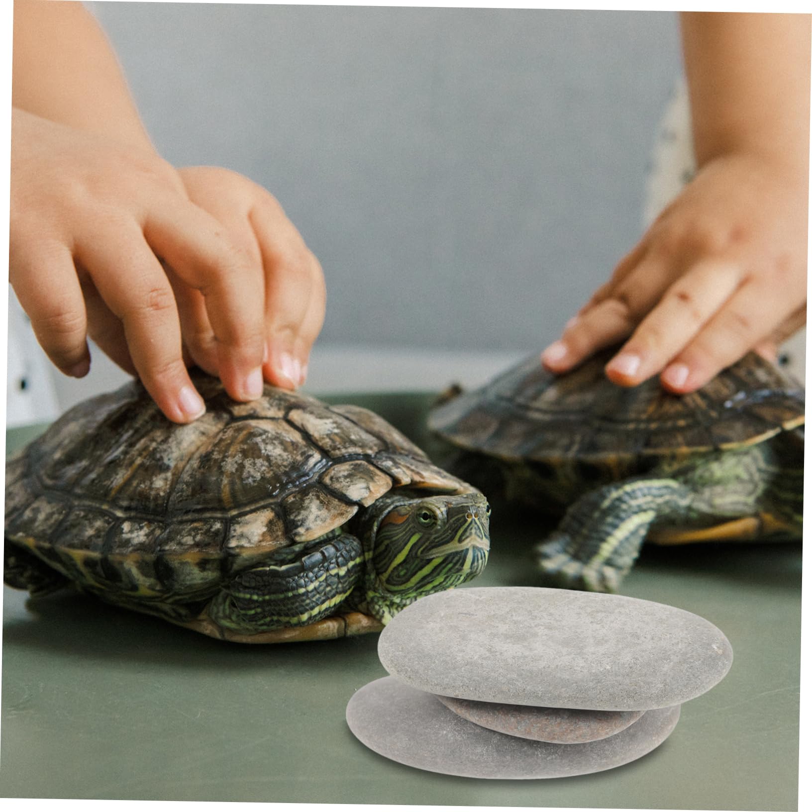 BESPORTBLE Sonnenplätze mit Flacher Oberfläche für Schildkröten 3 Stück und Zufällige Farbe aus Natürlichem Stein Geeignet für Aquariumdekoration und Reptilienlebensräume Geeignet für Süß