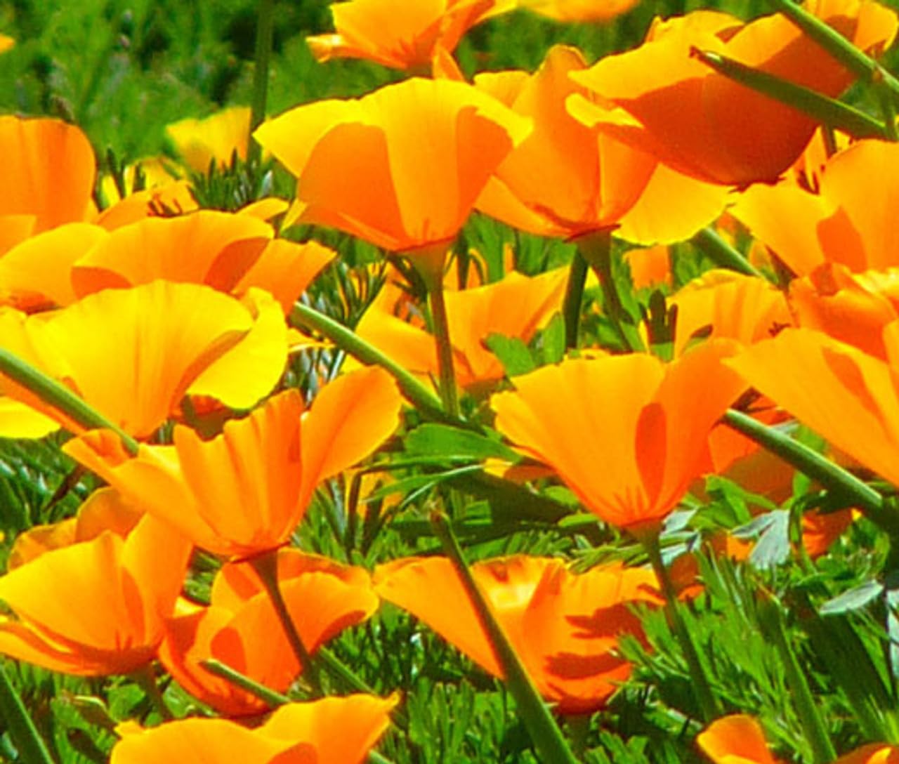 Seeds2Go 4 oz California Orange Poppy