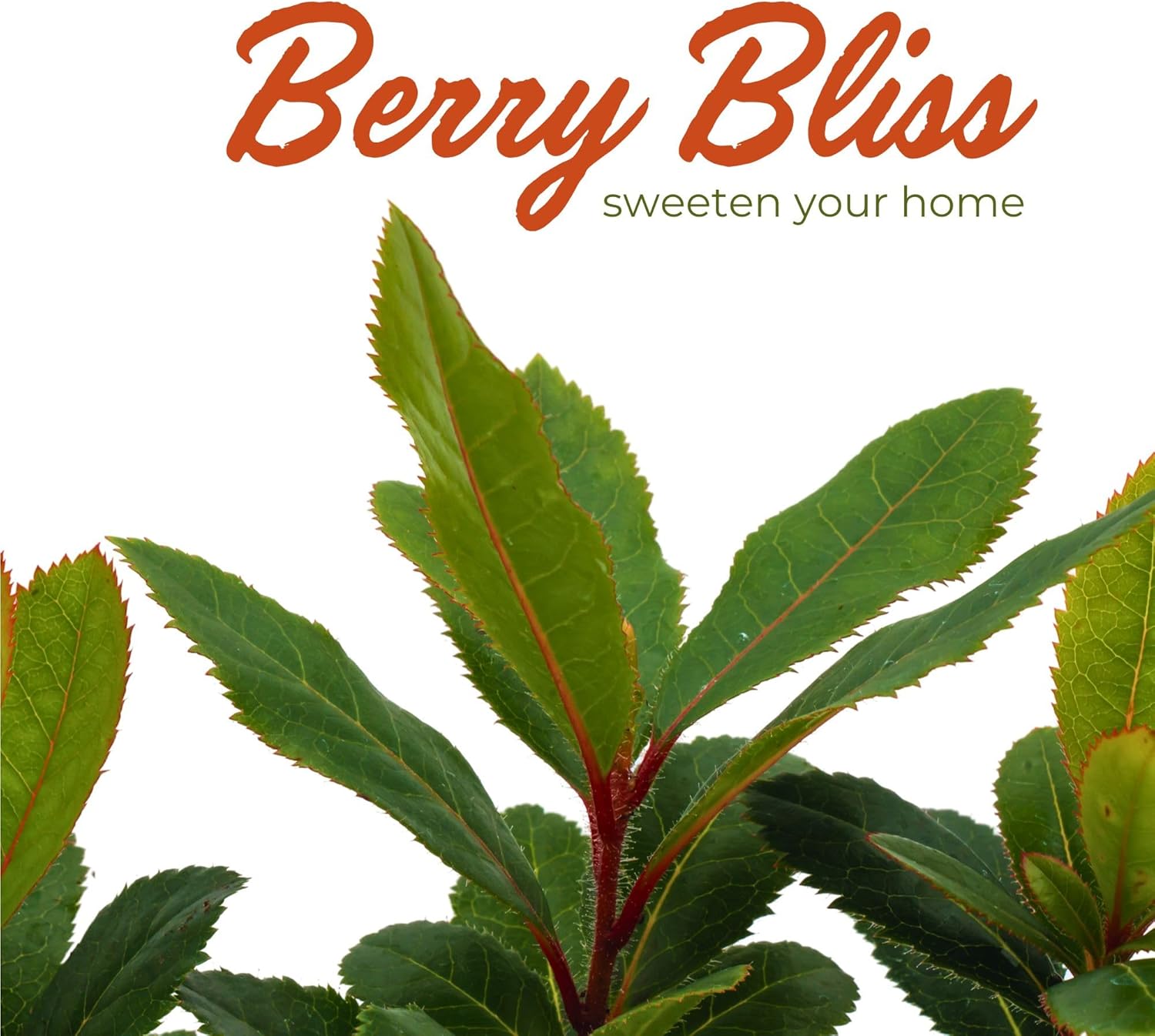 3 Arbutus Unedo Live Strawberry Tree Plants – Sweet Resilient Beauty, Thriving in 2.5" Nursery Cubes