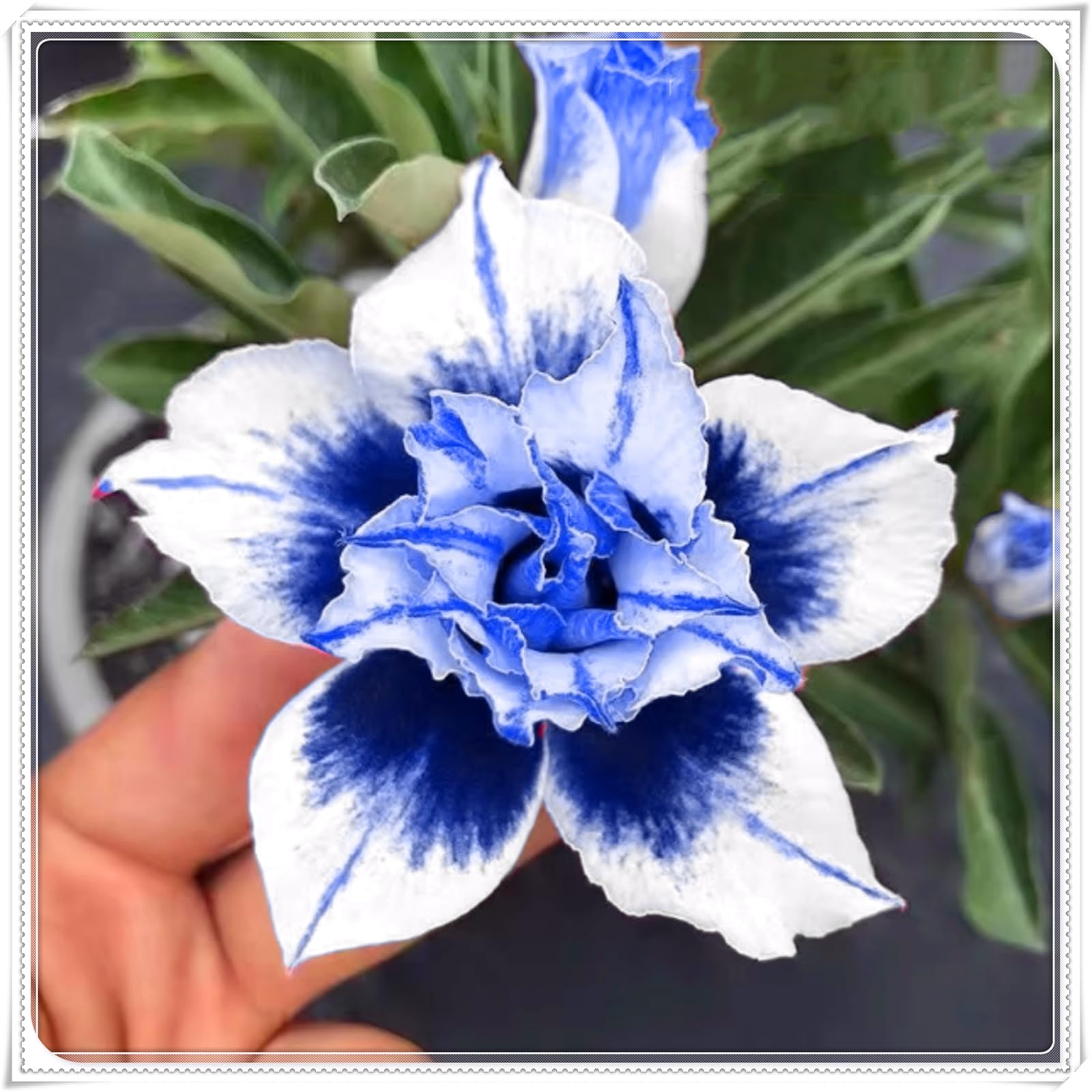 Perennial, Brilliant Desert Rose Bulbs,for Stunning Garden Displays-4 Bulbs-H