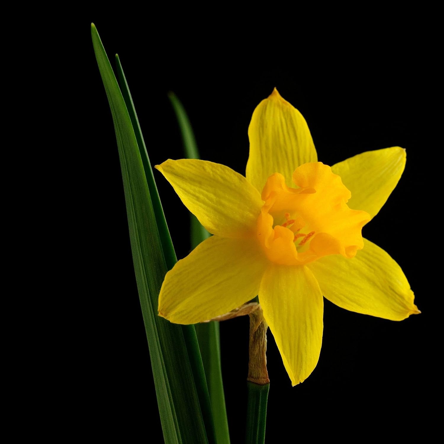 100 X Daffodil 'TeteaTete' Bulbs Freshly Lifted Bulbs Plant Now