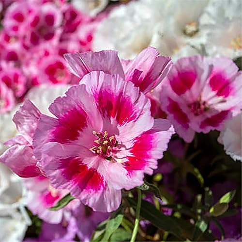 Miniatura 2 de Semillas Godetia Enanas - 8-12' Tall. 5,000 semillas