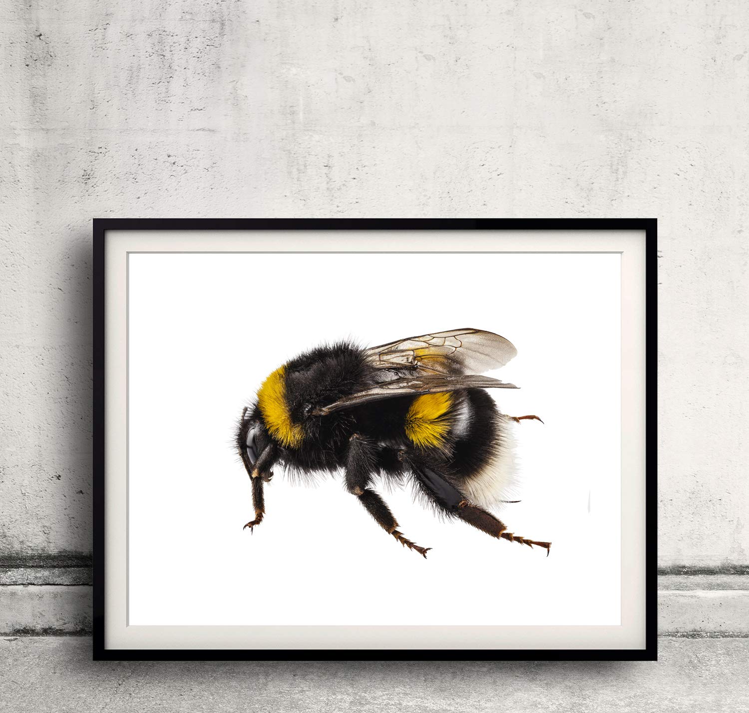 Plunger, Spring, Steel, B/O, 1-8, PK2