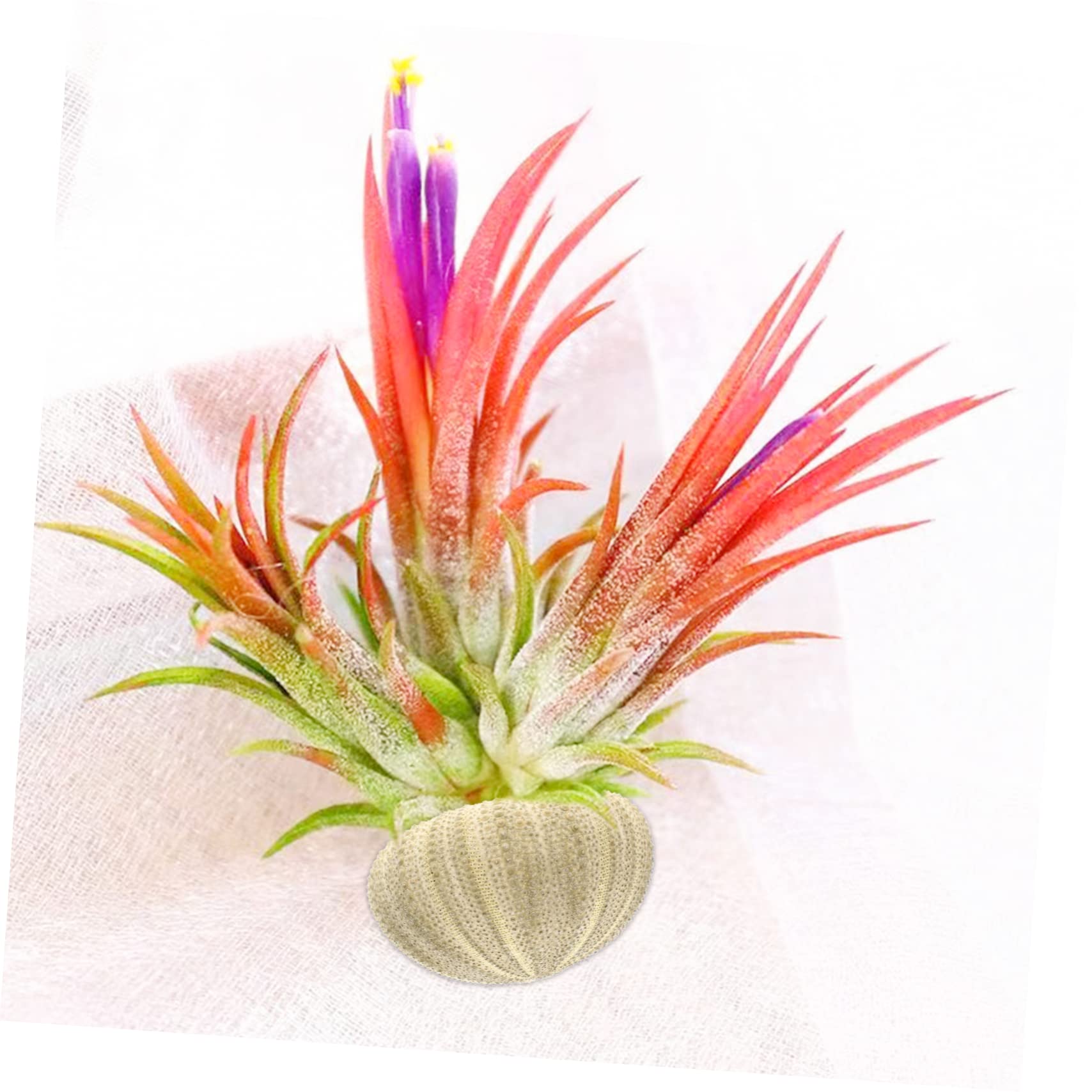 VANZACK 24pièces Décorations Ornements pour Bureau Et Aquarium Support Naturel pour Plantes Aériennes pour Artisanat