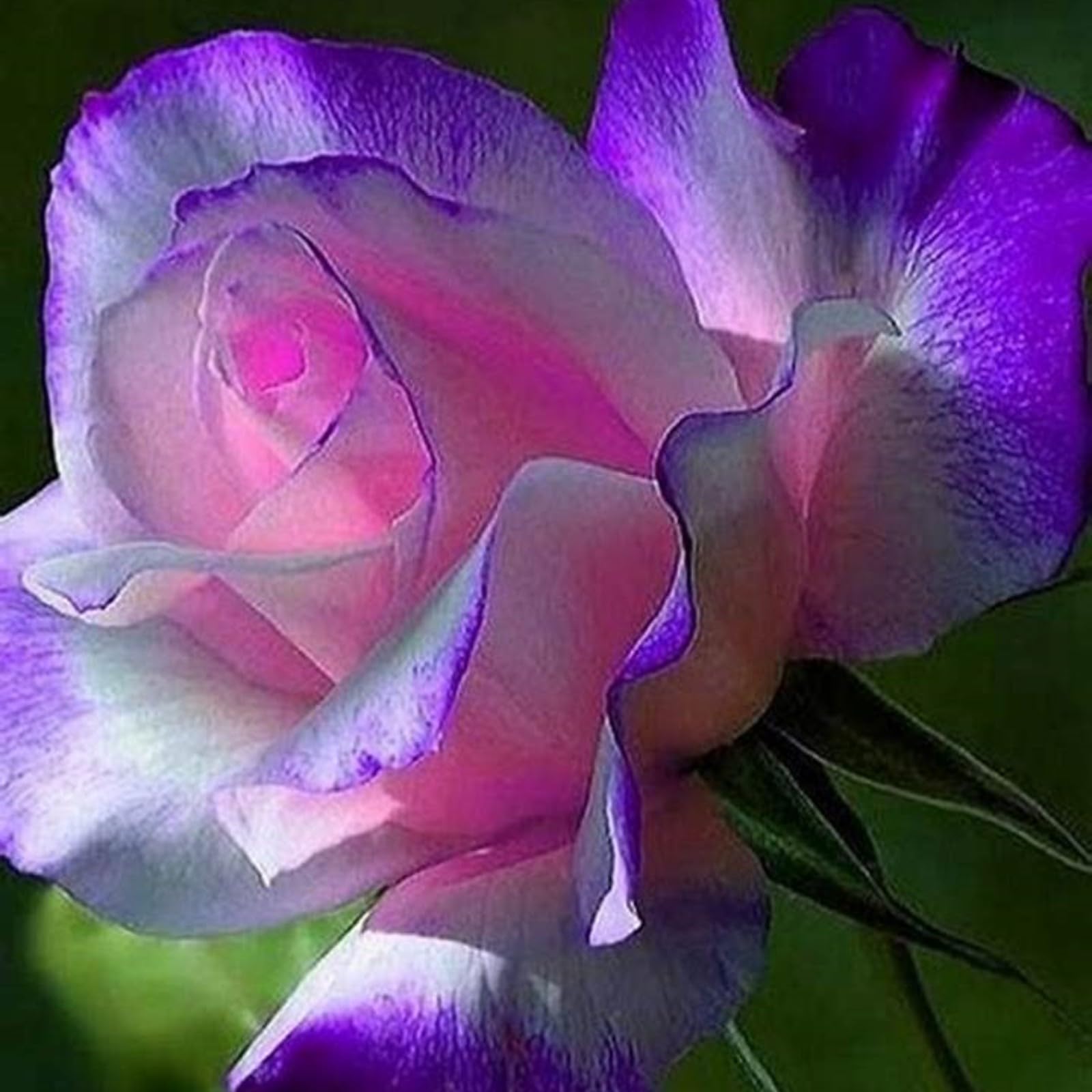 Unique Rose Bulbs for Planting Now UK Ornamental Perennial Greening Flower Natural Organic Excellent Good for Containers Cold-Resistant Easy Plant Display-2bulbs-N
