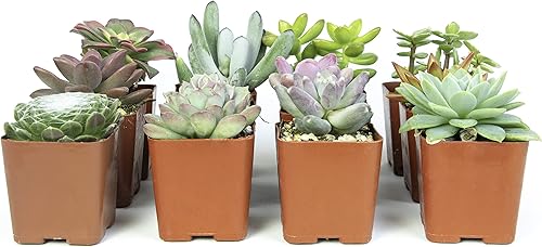 Miniatura 3 de Altman Plants, Live Succulents Plants Live Houseplants, Succulents Live Plants Live House Plants Indoors Live &amp; Costa Farms Mini Succulents