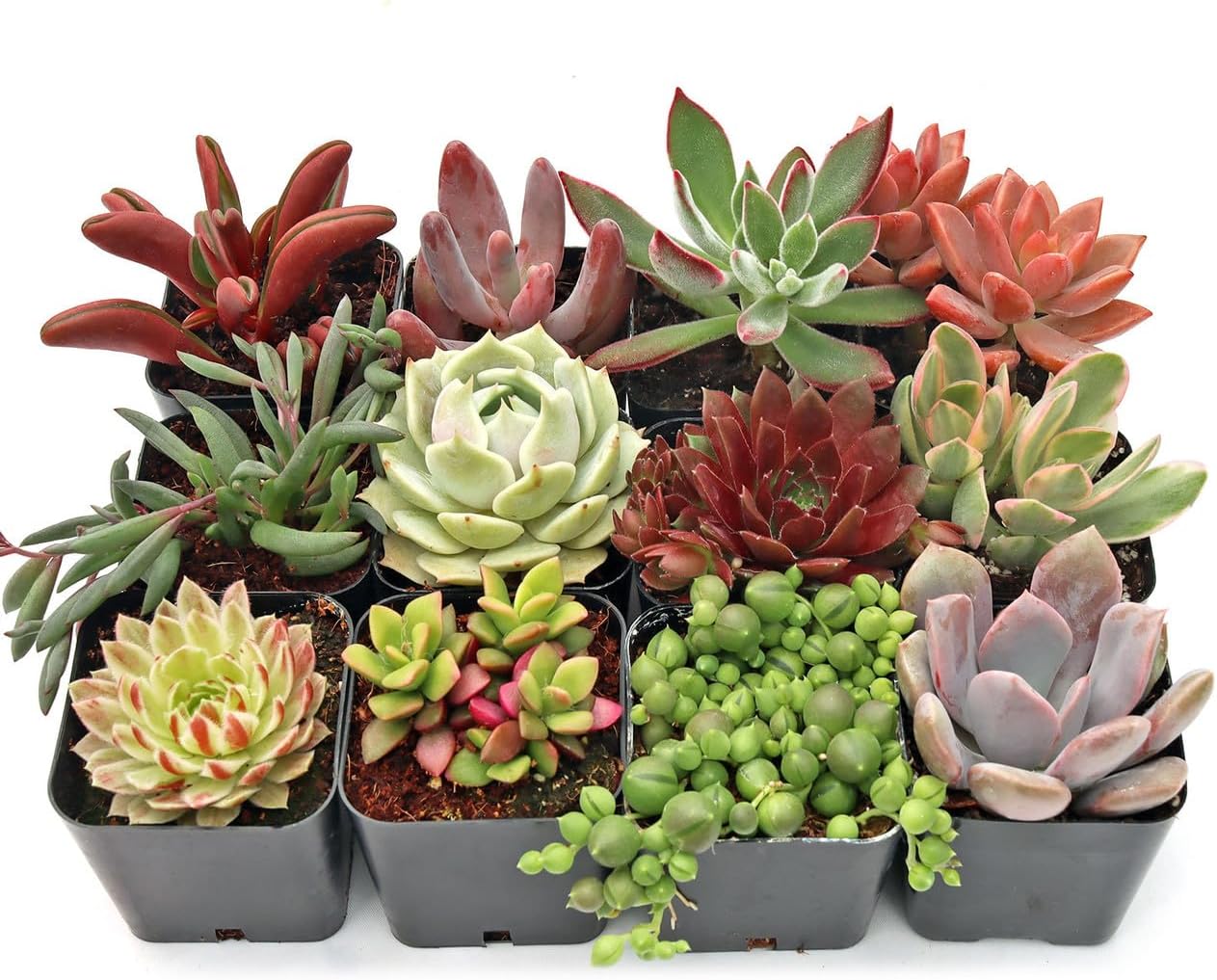 Mountain Crest Gardens Sweetheart Succulent Variety Pack - 12 Live Plants in 2 Inch Pots, Rosette, Trailing & Upright Types - Real Succulents for Indoor Display, DIY Projects, Thoughtful Gifts
