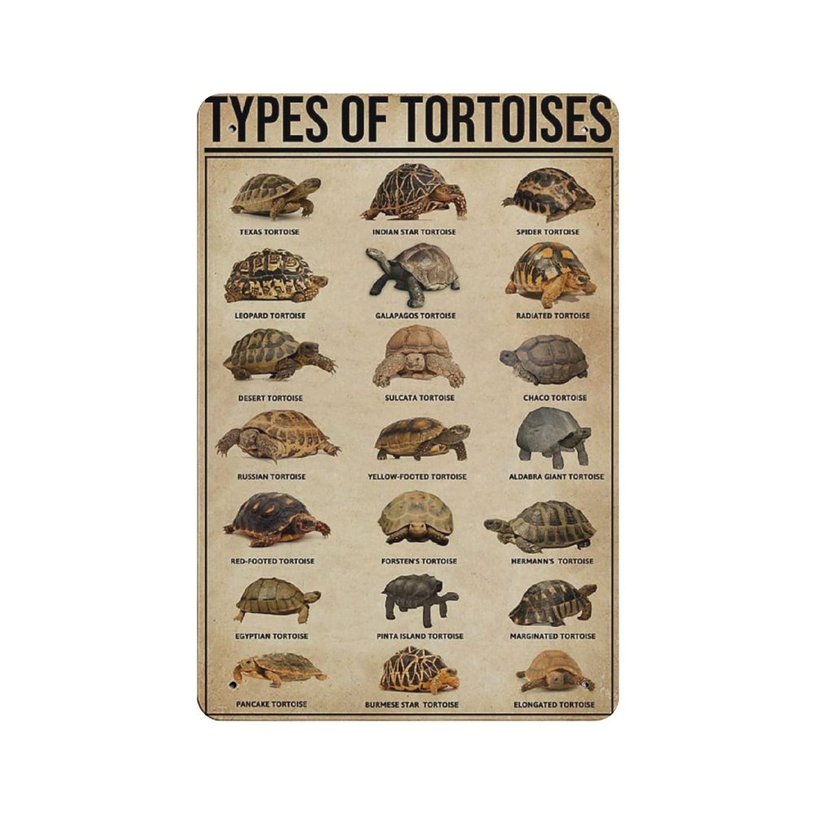 rayprint Knowledge of The Type of Tortoise Tin Sign Metal Plaque Art Hanging Iron Painting Retro Home Kitchen Garden Garage Wall Decor 12"x8"