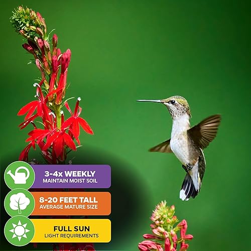 Vista 4 de Wellspring Gardens - Planta viva de flor cardenal, Lobelia cardinalis de Wellspring Gardens - Planta de inicio versátil - Polinizador de colibrí