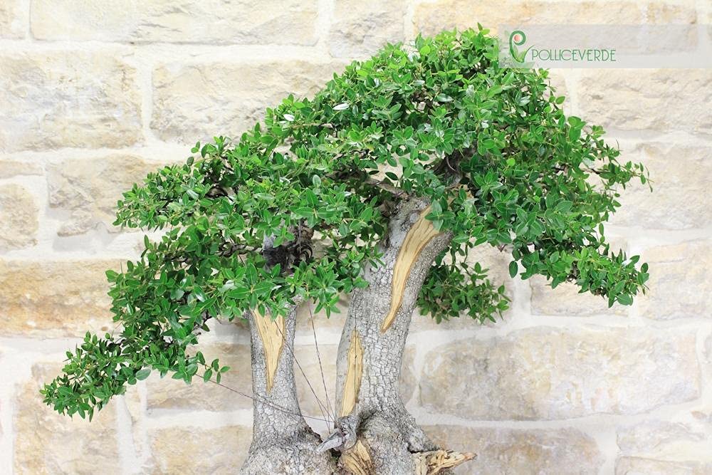 Bonsai Yamadori di Phyllirea (3)