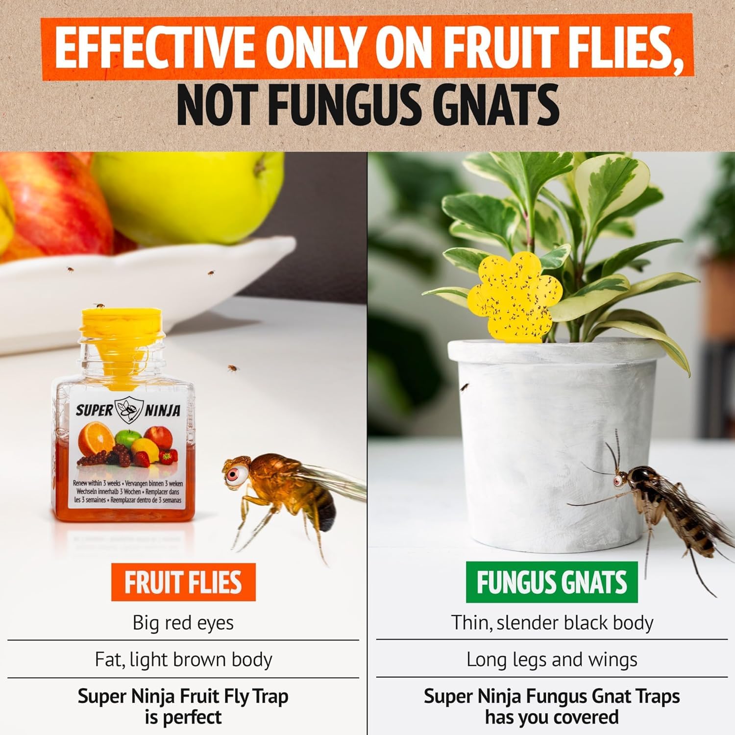 Super Ninja Fruit Fly Trap - 6 pack, Highly Effective Fruit Fly Killer for  Home & Kitchen, Up to 3 Weeks of Performance per Bottle, Child & Pet  Friendly : Amazon.ie: Garden
