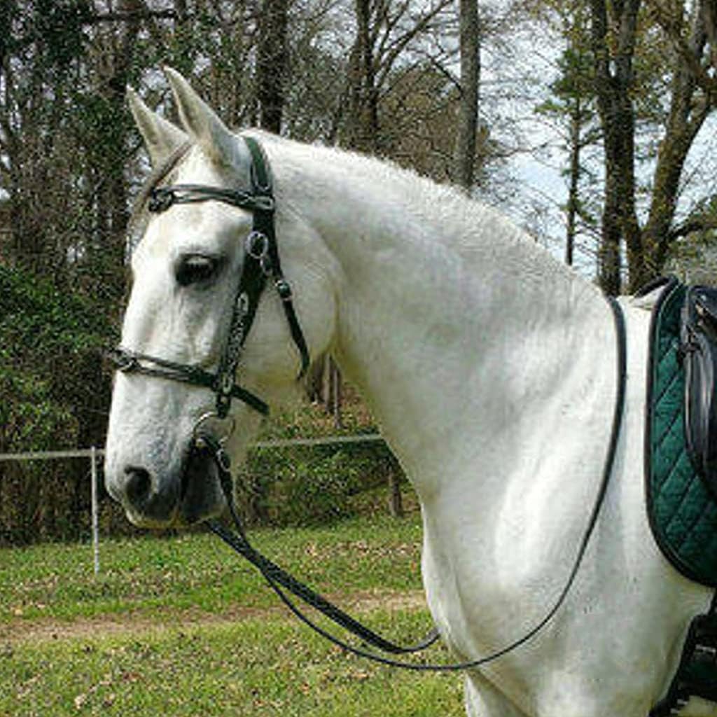Metal Leather Horse Head Collar, Soft Comfortable Horse Reins with Adjustable Strap for Training and Riding Draft Horses, Practical Equestrian Accessories,Black : Sports & Outdoors