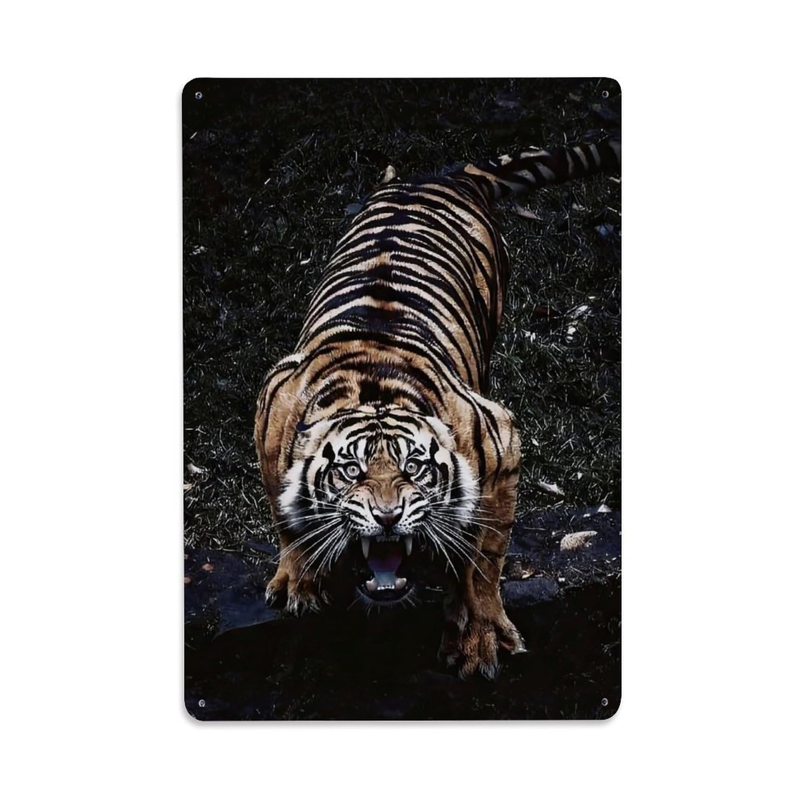 Fierce Tigers Animal Portrait Nature Study Beasts Felines Metal Tin Sign Plaque Wall Decor for Cafe, Man Cave, Club Bar, Office, Home Garden Round Metal Poster 8x12Inch