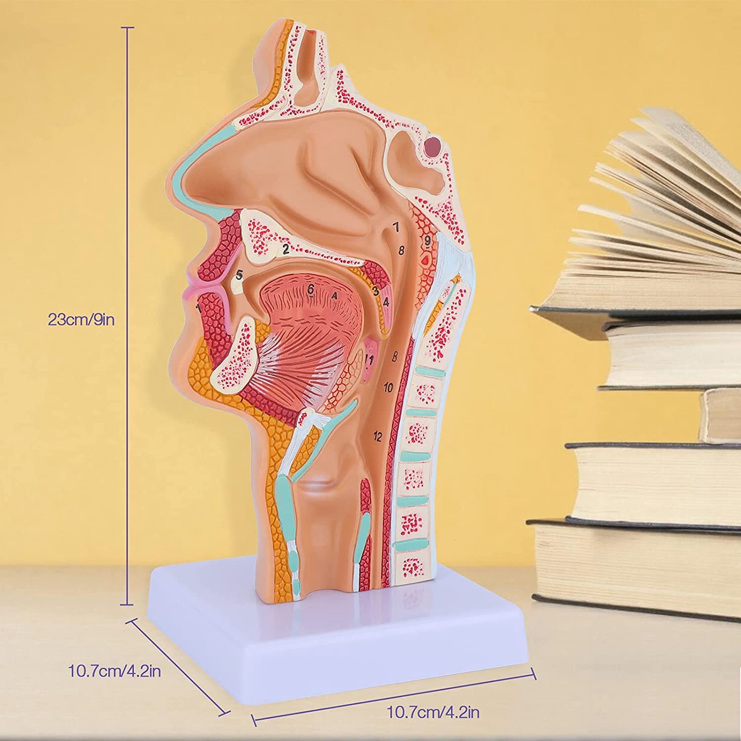 ModèLe D'Anatomie de la Gorge de la Cavité Nasale ModèLe Anatomique Humain Pharynx Larynx pour les éTudiants éTudient L'Enseignement de L'Affichage