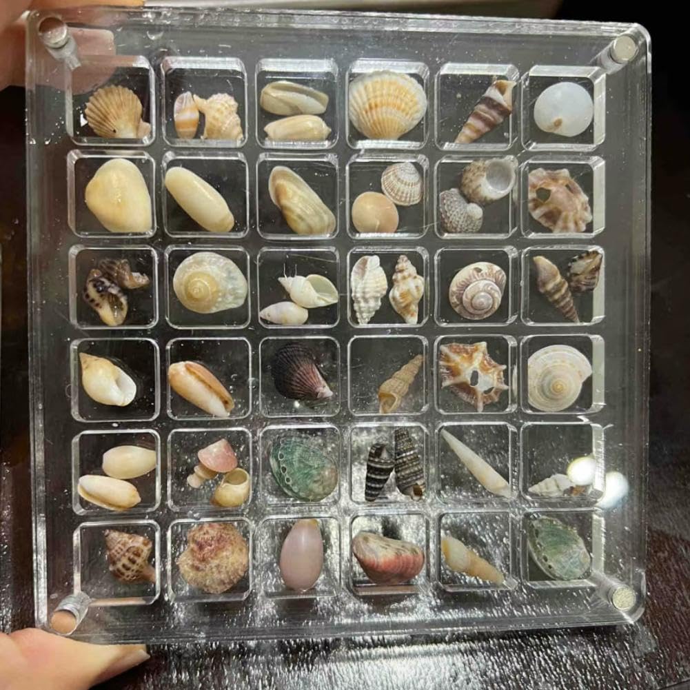 2 Boîtes De Rangement Magnétiques En Acrylique Transparent - Pour Coquillages, Bijoux, Petites Collections !