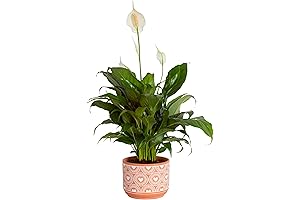 Beautiful 1-Foot Peace Lily for Indoor Decor and As a Gift