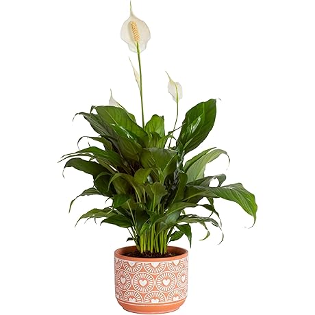 Beautiful 1-Foot Peace Lily for Indoor Decor and As a Gift