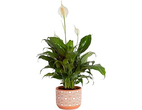 Best Plant Flowers: A Guide to Find the Perfect Blooms