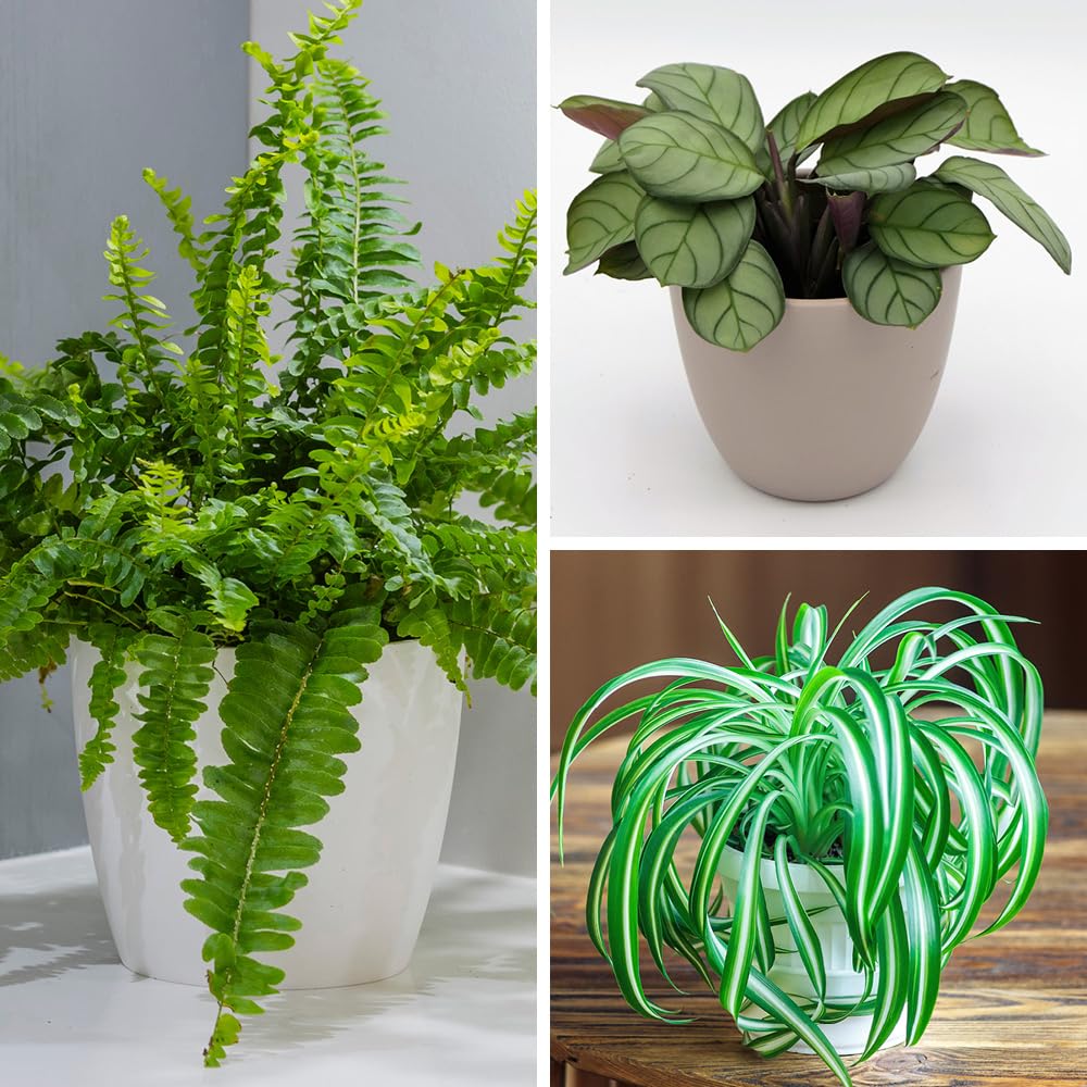 YouGarden Pet-Friendly Houseplant Collection, Set of Three Established Plants in 12cm Pots, Ready to Plant Boston Fern, Variegated Spider Plant and Fishbone Prayer Plant