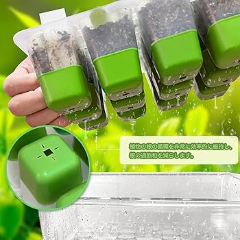 ぼ*え様 2025実生苗セットd 4センチポット 2024実生苗セットu 4センチポット