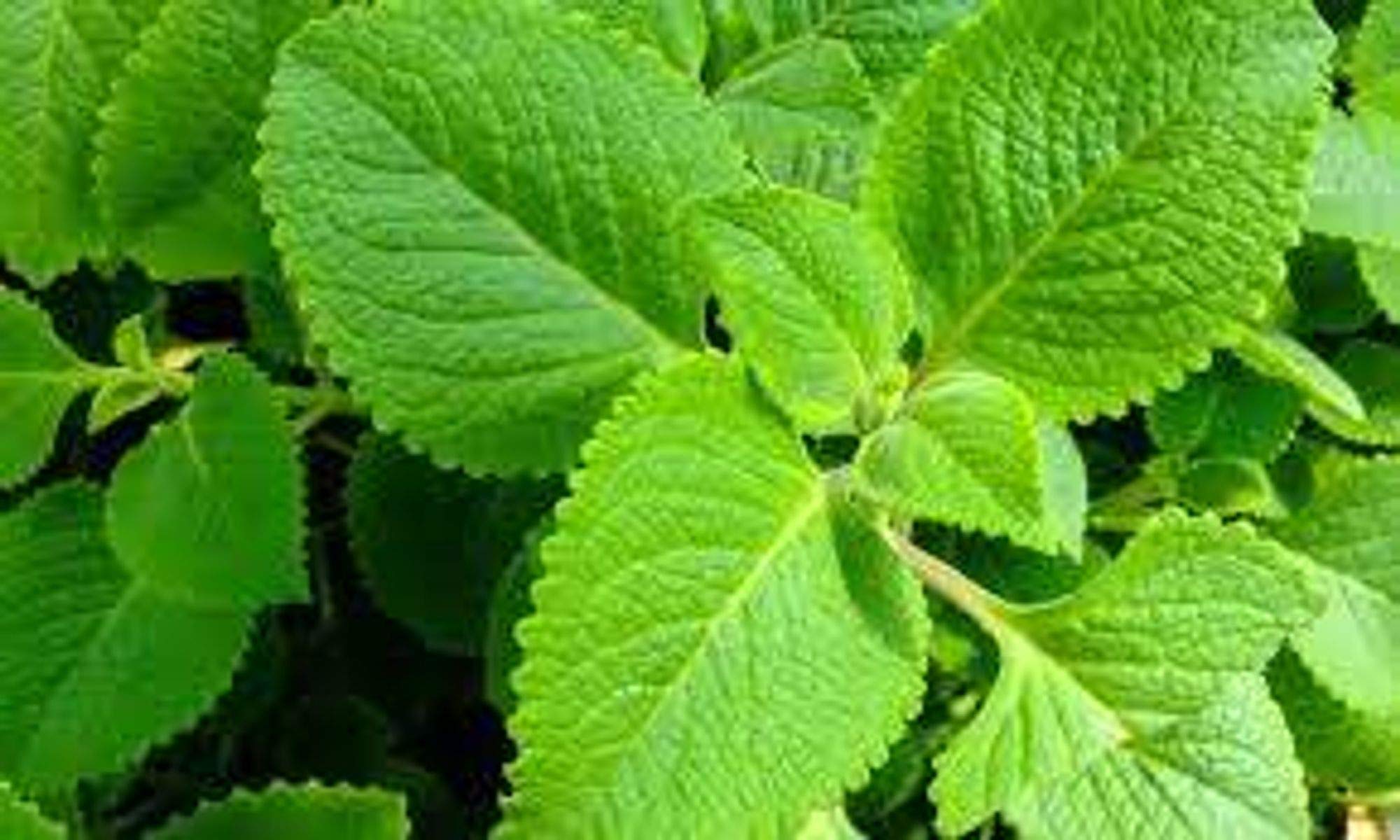 Panikoorka (Mexican Mint) Pathar Choor (Hindi) Garden Plant(1 Healthy Live Plant) (B08N55LLTJ) Amazon Price History, Amazon Price Tracker