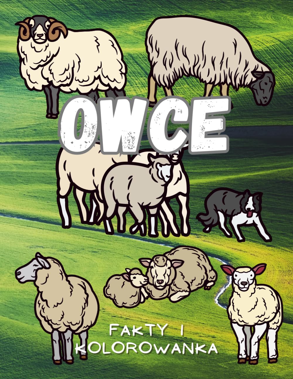 Owce: fakty i kolorowanka: Książka z aktywnościami dla dzieci w wieku od 2 do 12 lat