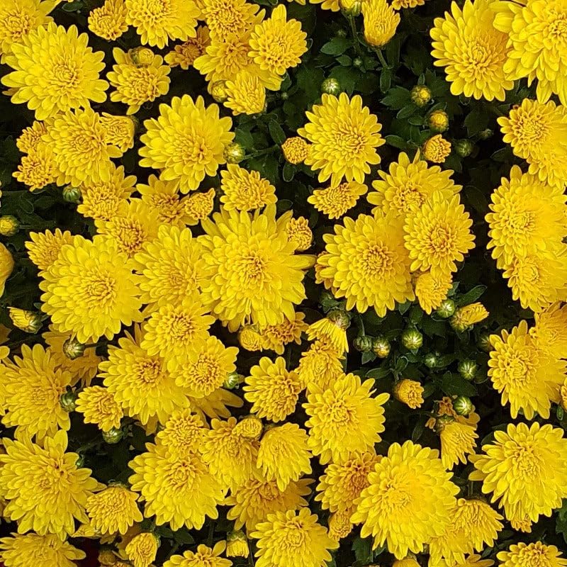 JIGNISHASEEDS Chrysanthemum Flower Seeds | Seeds For Home And Balcony Garden | Yellow Color Flower Seeds | Indoor And Outdoor Flower Seeds | Rainy Season Flower Seeds | Seeds For Planting | Pack Of 30 (B0CQYHFRG4) Amazon Price History, Amazon Price Tracker