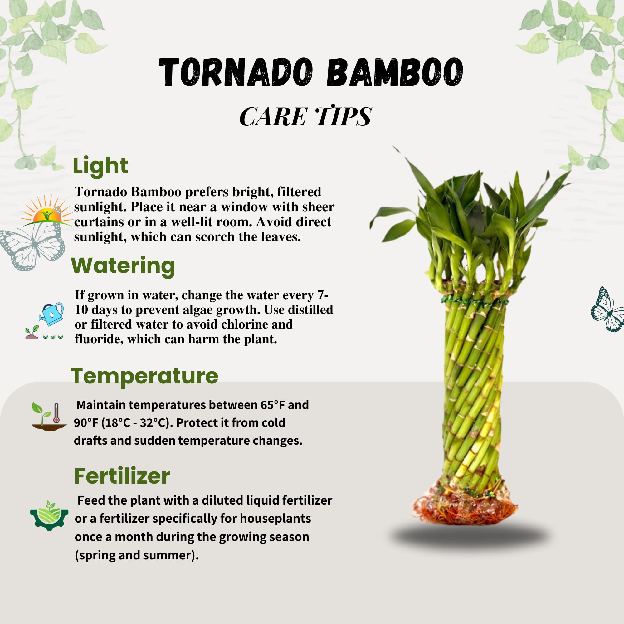 Amazon.com: Live Two Tier Lucky Bamboo Plant - Bundle of 15 Stalks - Easy  to Grow, Air Purifying, Live Indoor Houseplants Flowers for Home Office  Wedding Decor & Giftable (Hurricane Bamboo with