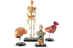Educational Anatomy Models for Comprehensive Learning and Exploration