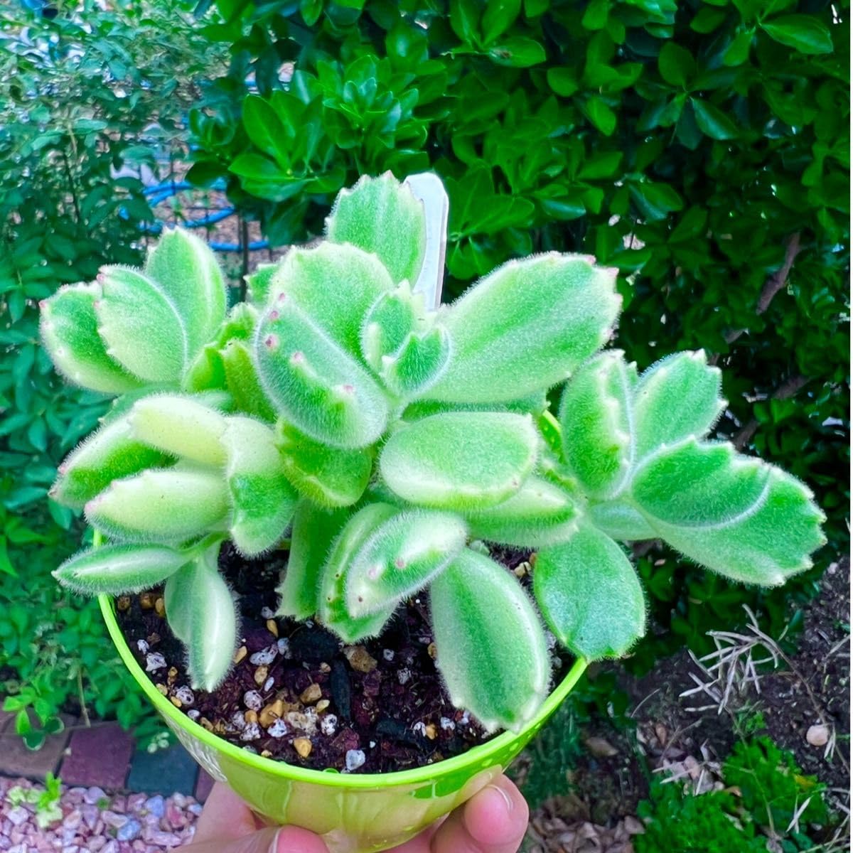 ꕤ︎︎熊童子ꕤ︎︎多肉植物 抜き苗 Amazon｜多肉植物 コチレドン 熊童子錦 可愛 抜き苗｜観葉植物